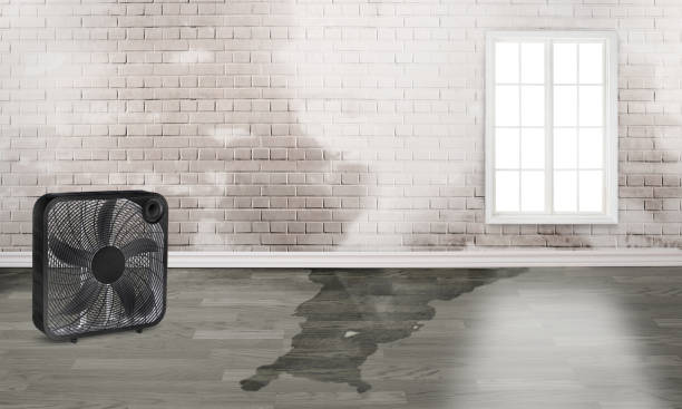 Best Carpet water damage restoration  in Greenville, NY