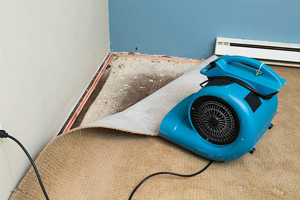 Best Mold removal after water damage  in Greenville, NY